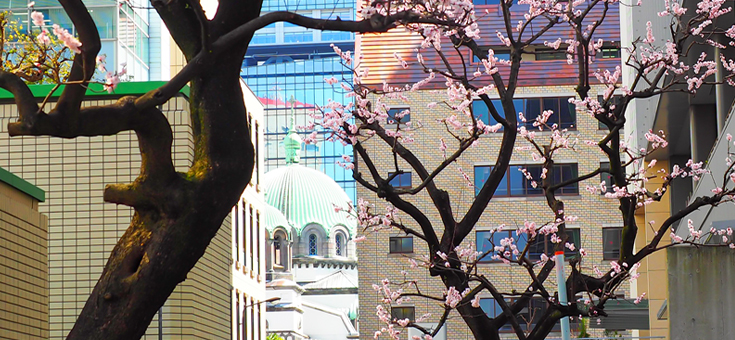 杏の花とニコライ堂