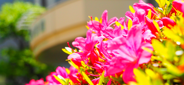 杏雲堂トピックス　サツキの花が咲いています！