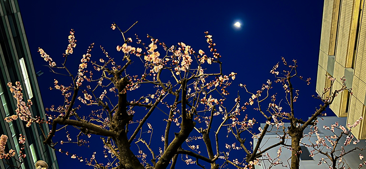杏の花と月