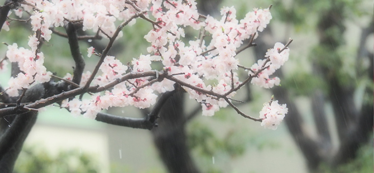 雨の杏