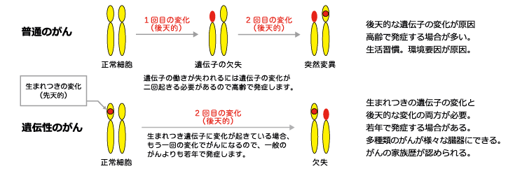 普通のがんと遺伝性のがんの違い