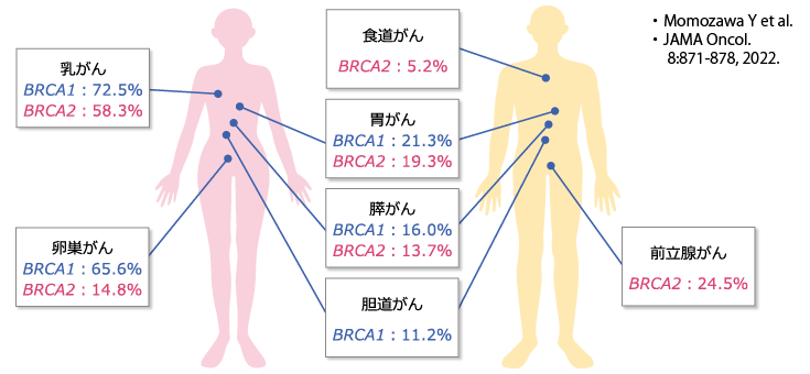 BRCA1/2遺伝子病的バリアント保持者の85才までの各種がん種の累積罹患リスク