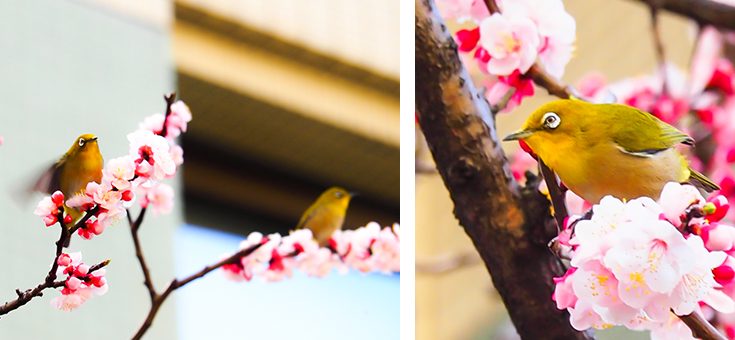 杏の花とメジロ